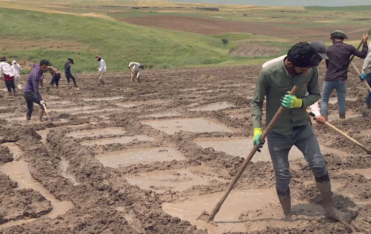 وەرزی چاندنی برنجی کوردییە لە دەشتی هەریر؛ بەرهەمی ساڵانەی برنج لەو دەشتە زیاتر لە 600 تۆنە