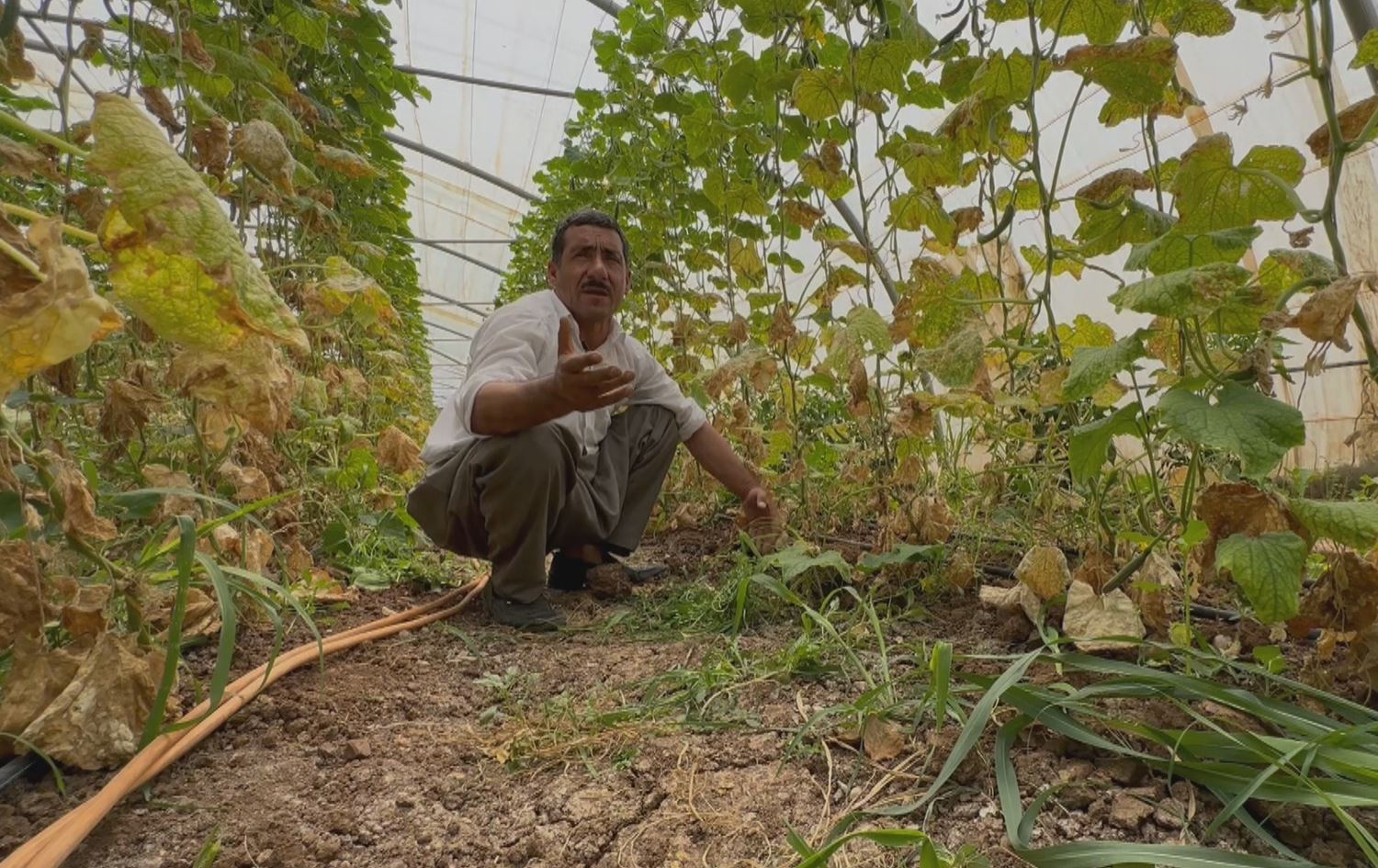 Ziwabûna bîran ziyaneke mezin gihandiya çandiniya Akrê
