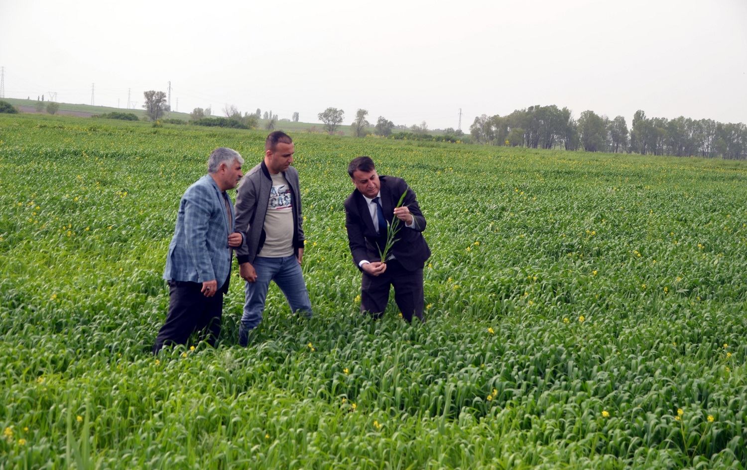 Cotkarên Mûşî ji ber û bereketa îsal hêvîdar in