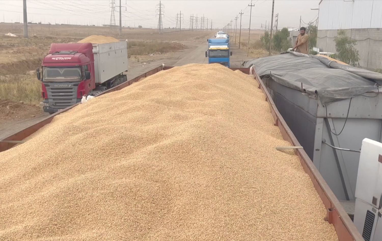 بەشێک لە جووتیارانی کەرکووک لە ترسی سوپا و رێگری هاوردەکان دروێنەی پێشوەخت دەکەن