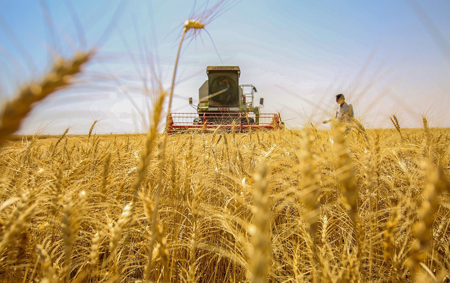 بابل تسوّق 122 ألف طن من الحنطة لحد الان من 4 سايلوات