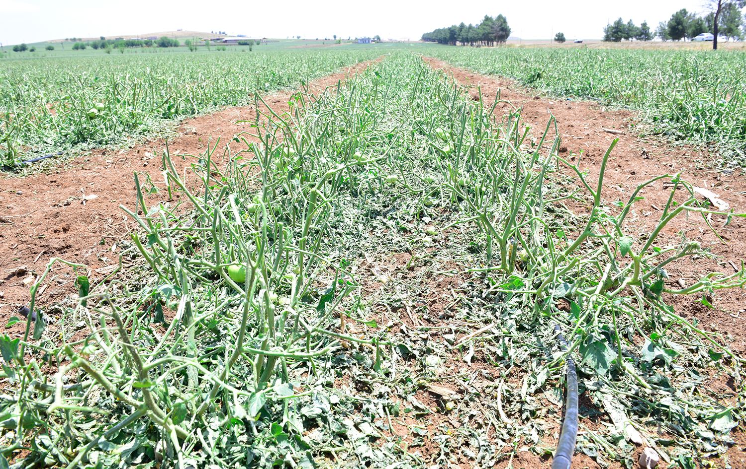 Li Rihayê baran û zîpikê zirar gihand berhemên çandiniyê