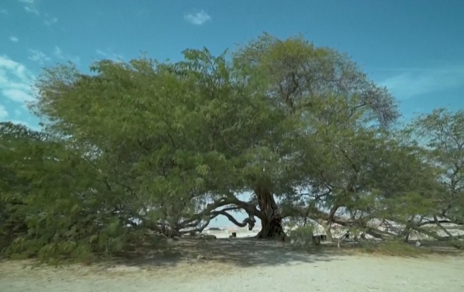 درەختێک لە بیابانی بەحرێن سەرنجی هەزاران گەشتیار رادەکێشێت