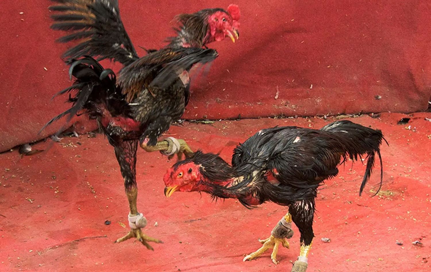 Horoz dövüşünden kare (Foto: Ajanslar)