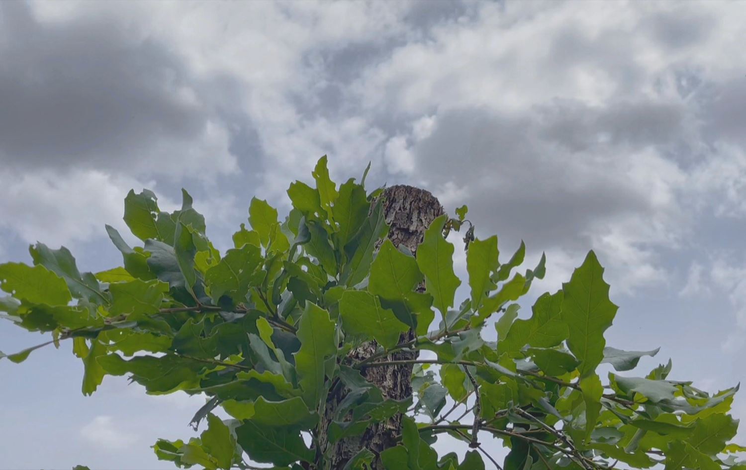 لە یەک ساڵدا لە شەقڵاوە 176 کەس لەسەر بڕینەوەی داری تەڕ دەستگیر کراون