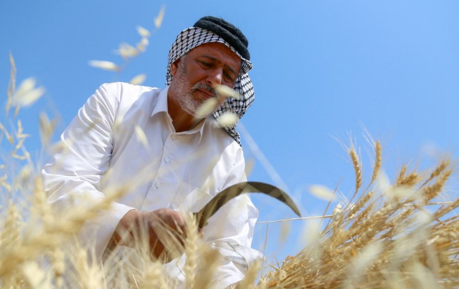 البصرة تتوقع تسويق 70 ألف طن من الحنطة