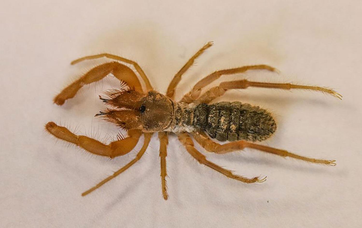 Hakkari Üniversitesi