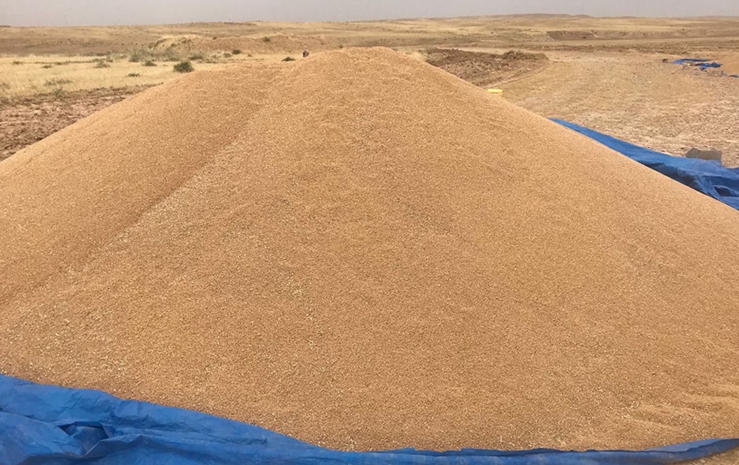 ديالى تتوقع الوصول لربع مليون طن من انتاج الحنطة