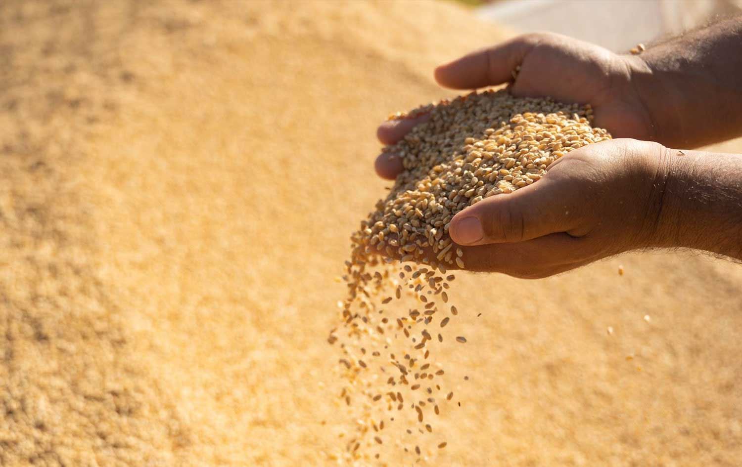 بەرهەمی گەنمی جوتیارێک لە هەرێمی کوردستان، وێنە: بڵند تاهیر - رووداو