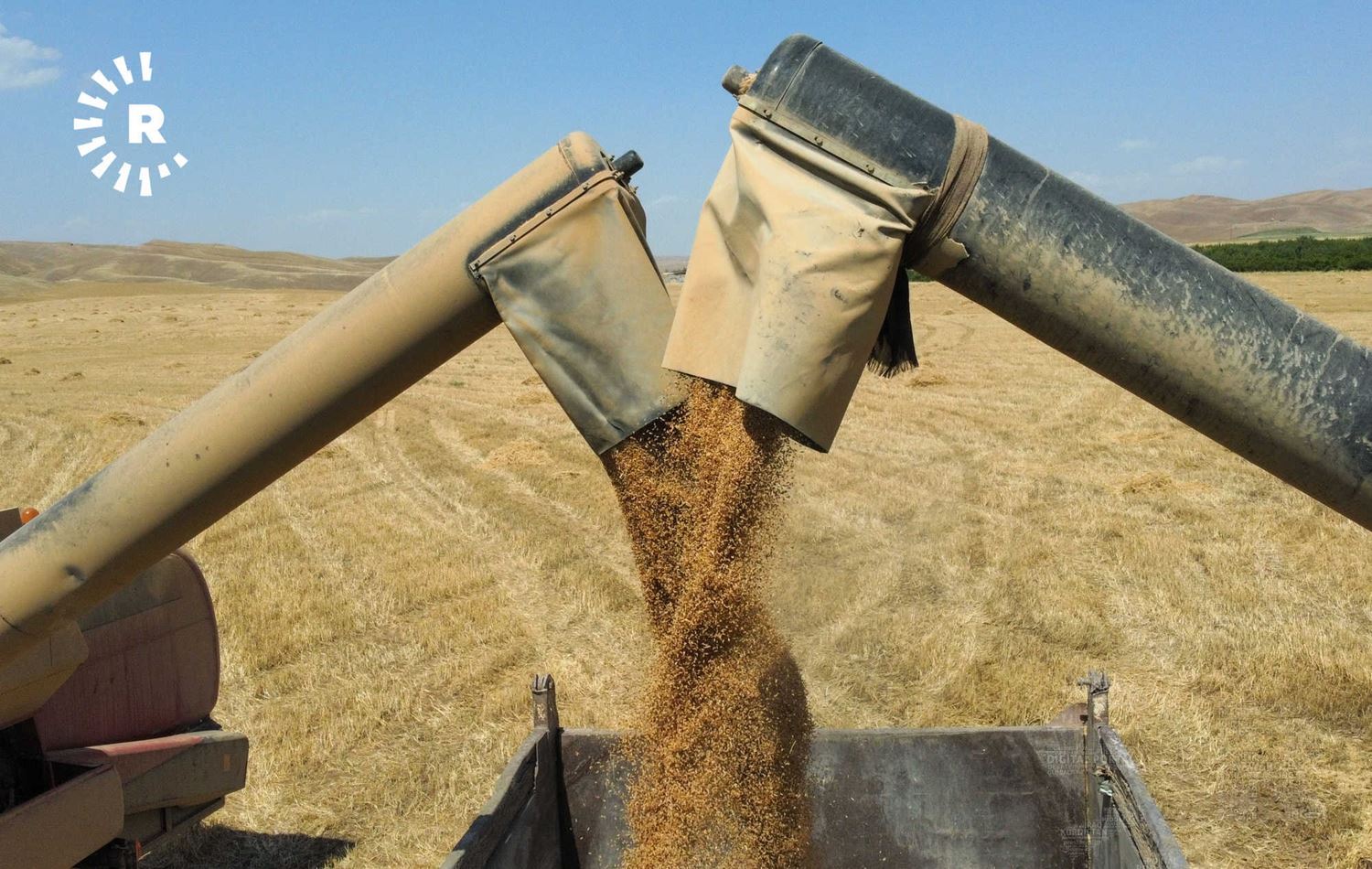 زراعة نينوى لرووداو: نتسّلم 18 الف طن من حصاد الحنطة يومياً