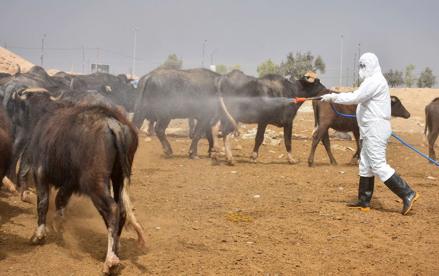 تسجيل 50 اصابة بالحمى النزفية و7 حالات وفاة في ذي قار
