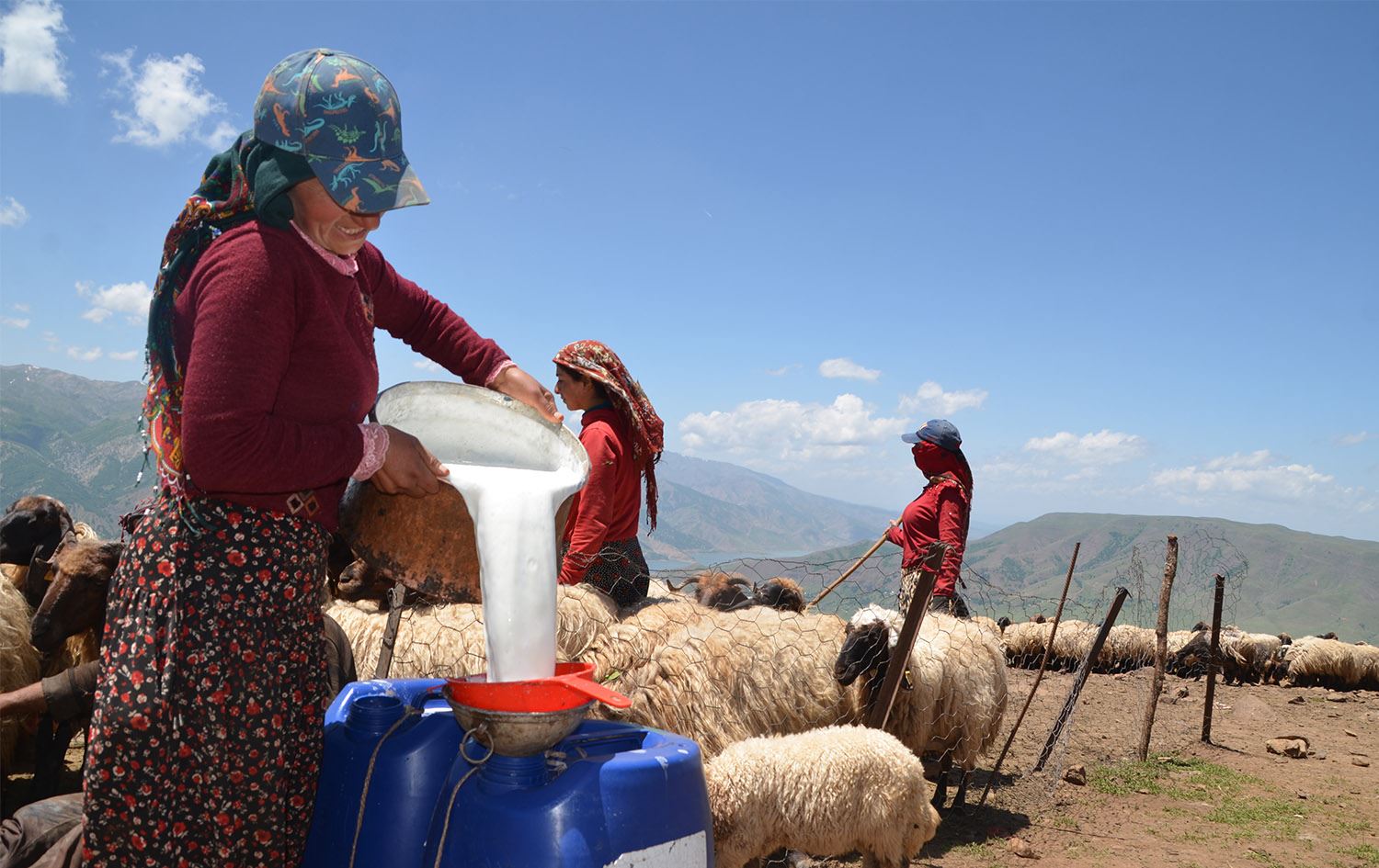 Bêrîvanên li Zozanên Mûşê. Wêne: AA