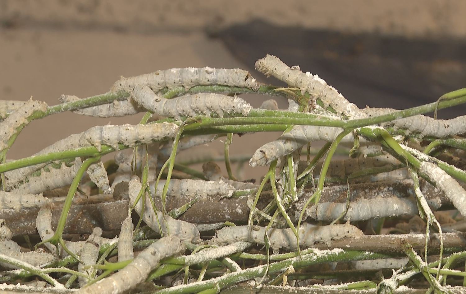 Li gundên Amedê xwedîkirina kurmên hewrîşmê zêde bûye