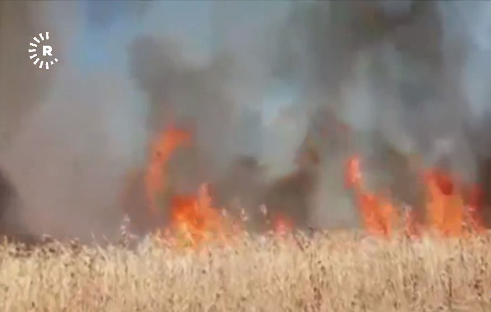 Şewata li zeviyên çandiniyê yên gundê Elî Gamêş li navçeya Dêrikê ya Rojavayê Kurdistanê.