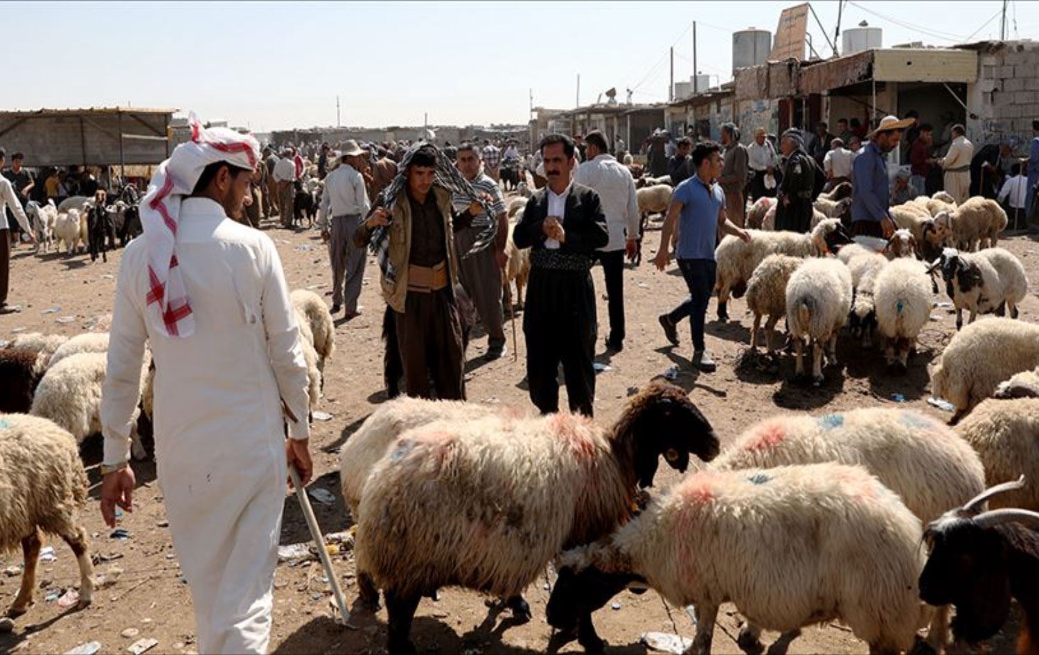 كركوك: لا يوجد قرار لمنع نقل المواشي من والى اقليم كوردستان