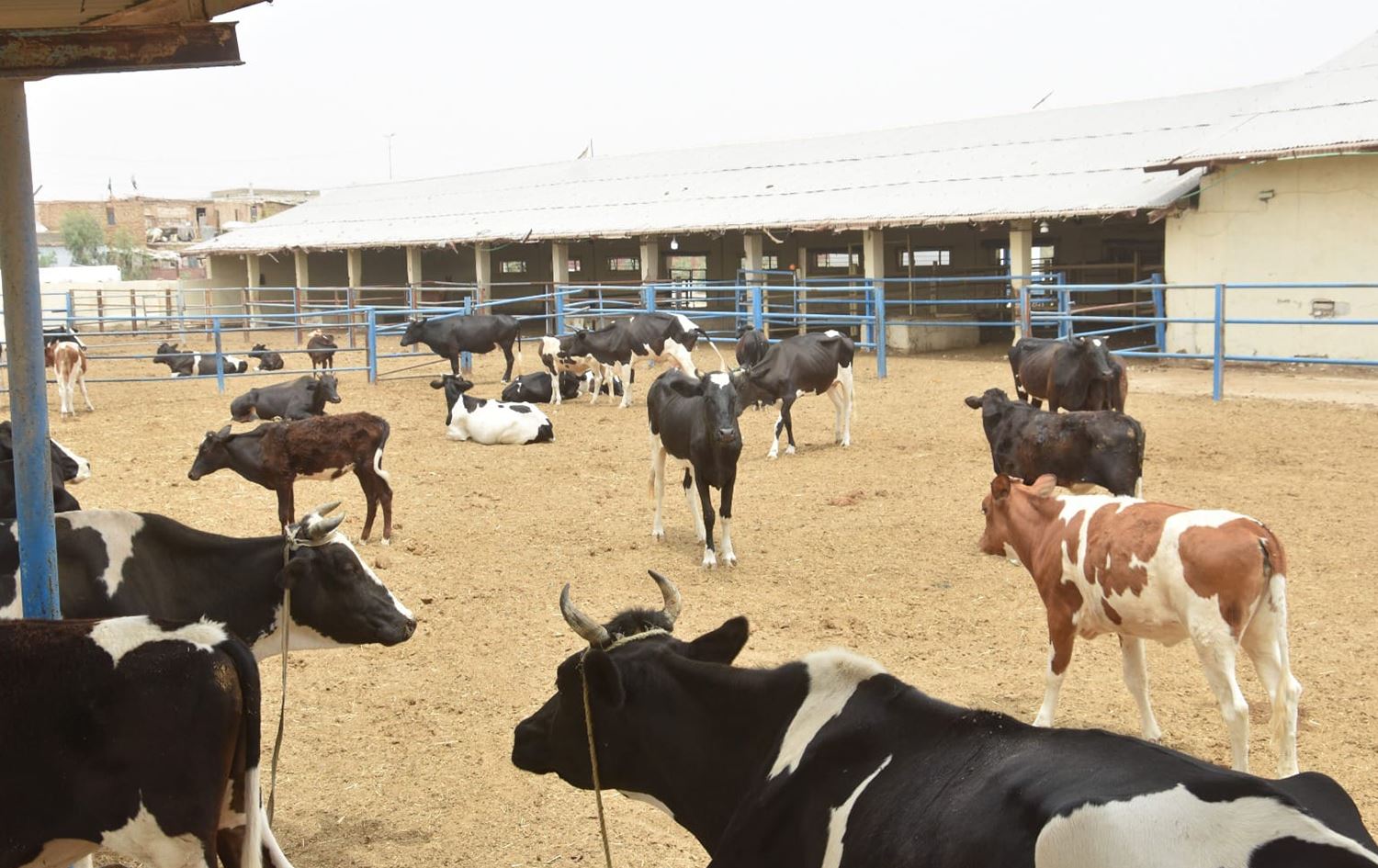 أغلبها بمناطق محاذية للديوانية.. 9 إصابات بالحمى النزفية في النجف