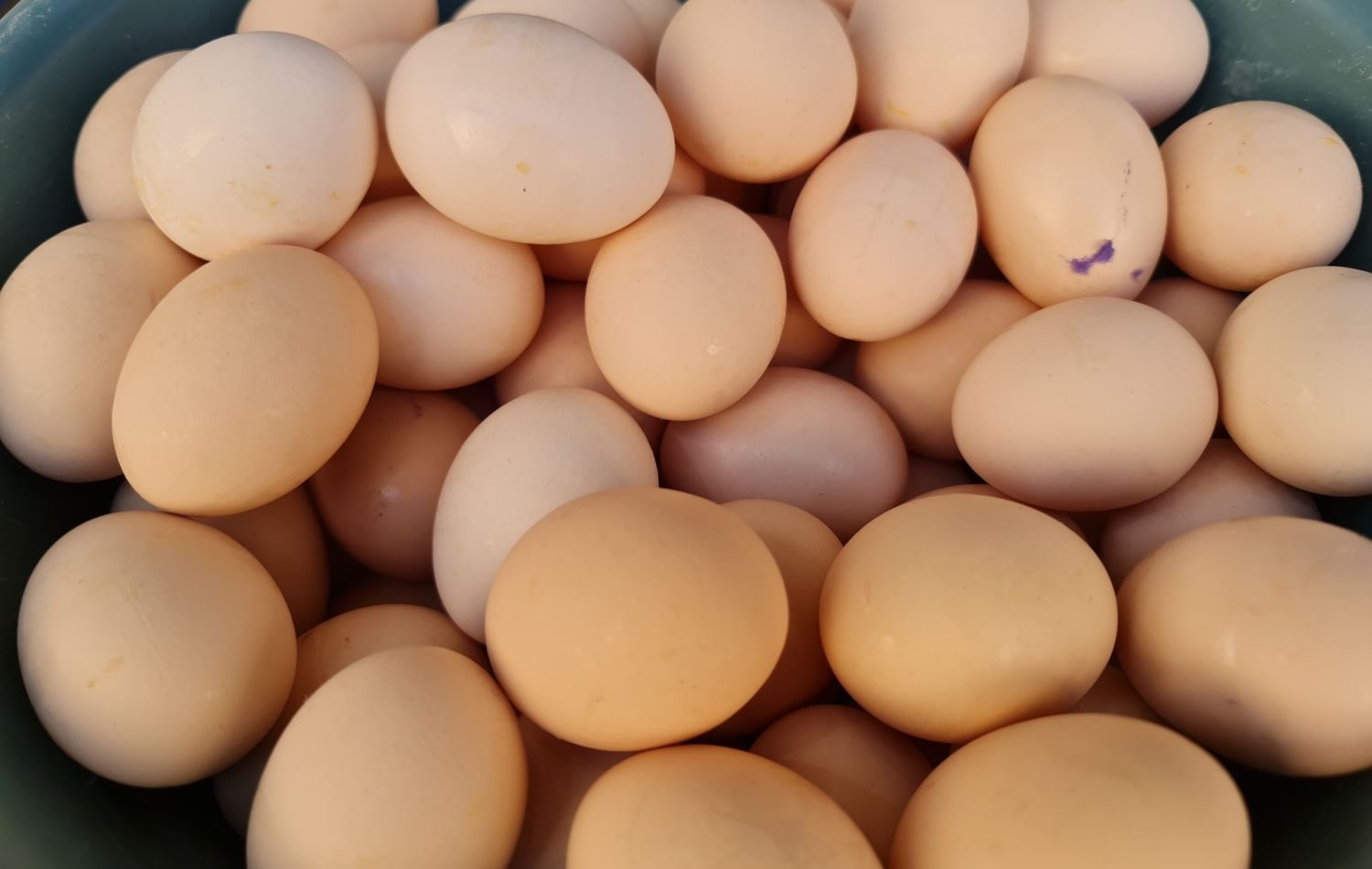 هەرێمی کوردستان رۆژانە 7 هەزار کارتۆن هێلکەی پێویستە، وێنە: بڵند تاهیر - رووداو