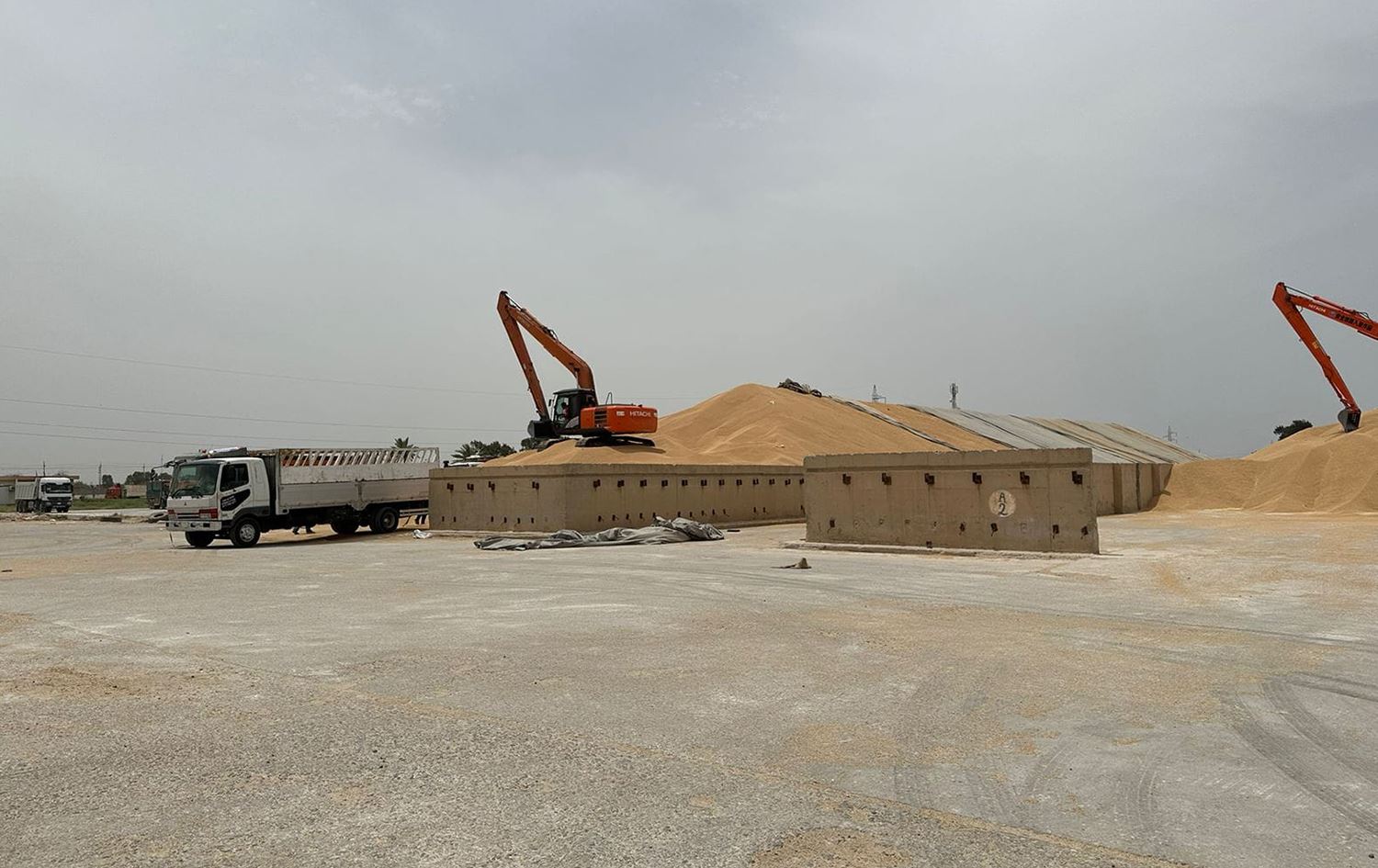 زراعة واسط تتوقع وصول انتاج الحنطة الى 600 ألف طن