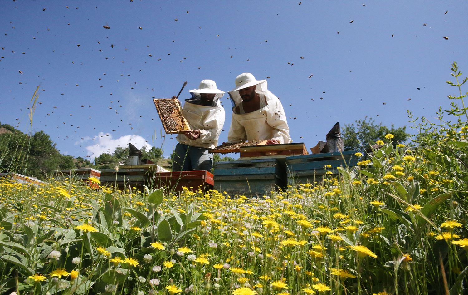 Mêşvanên Xîzanê dixwazin hingivê wan bibe hingivê herî baş ê cîhanê