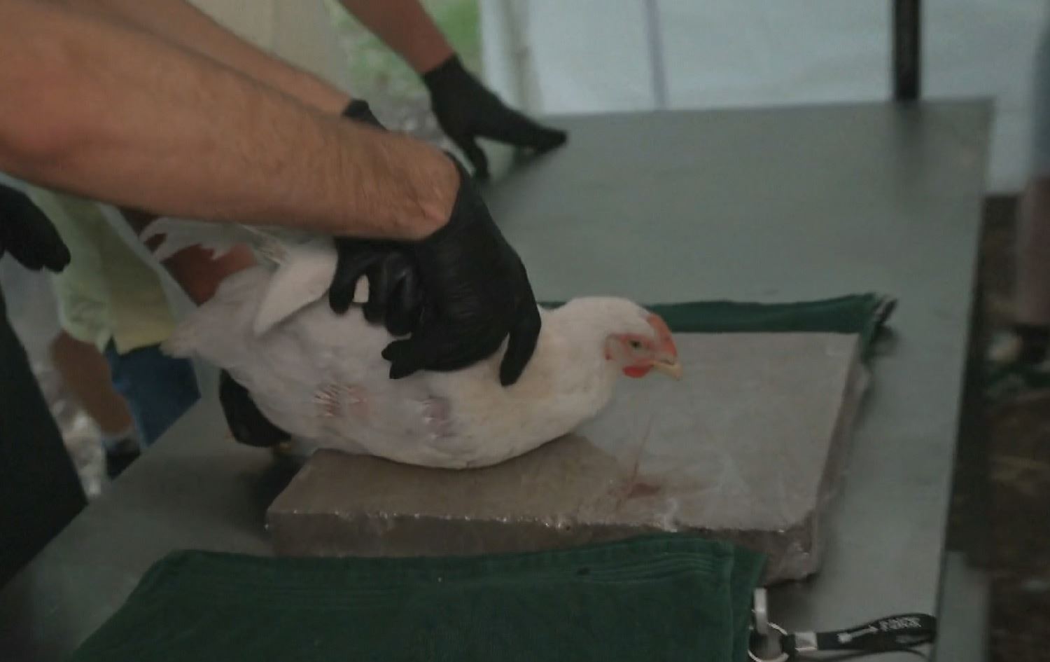 رێستۆرانتێکی هۆڵەندی: سەربڕینی مریشک لەسەر تۆ؛ سوورکردنەوەی لەسەر من