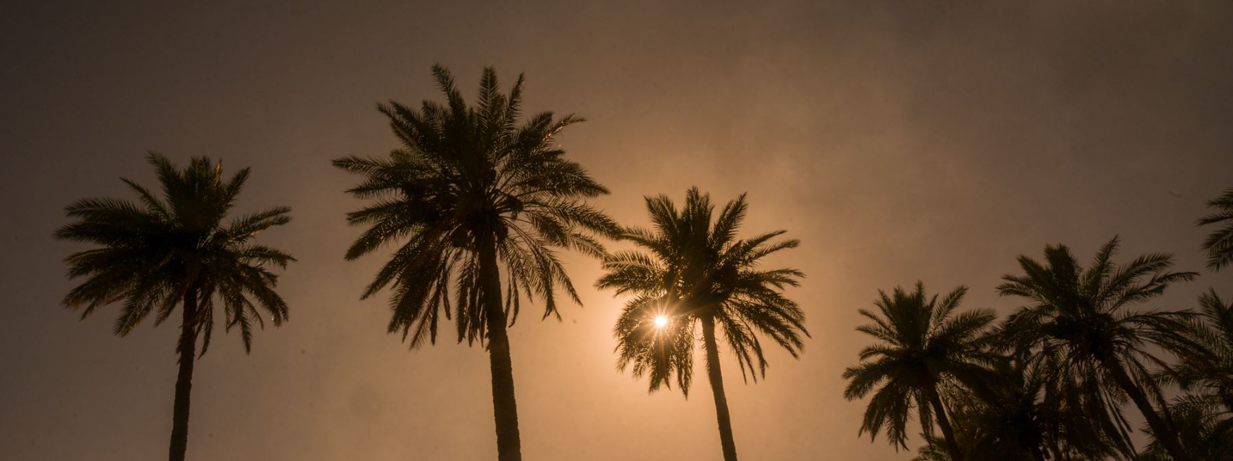 ئەمساڵ پێگەیشتنی خورما لە عێراق دوادەکەوێت