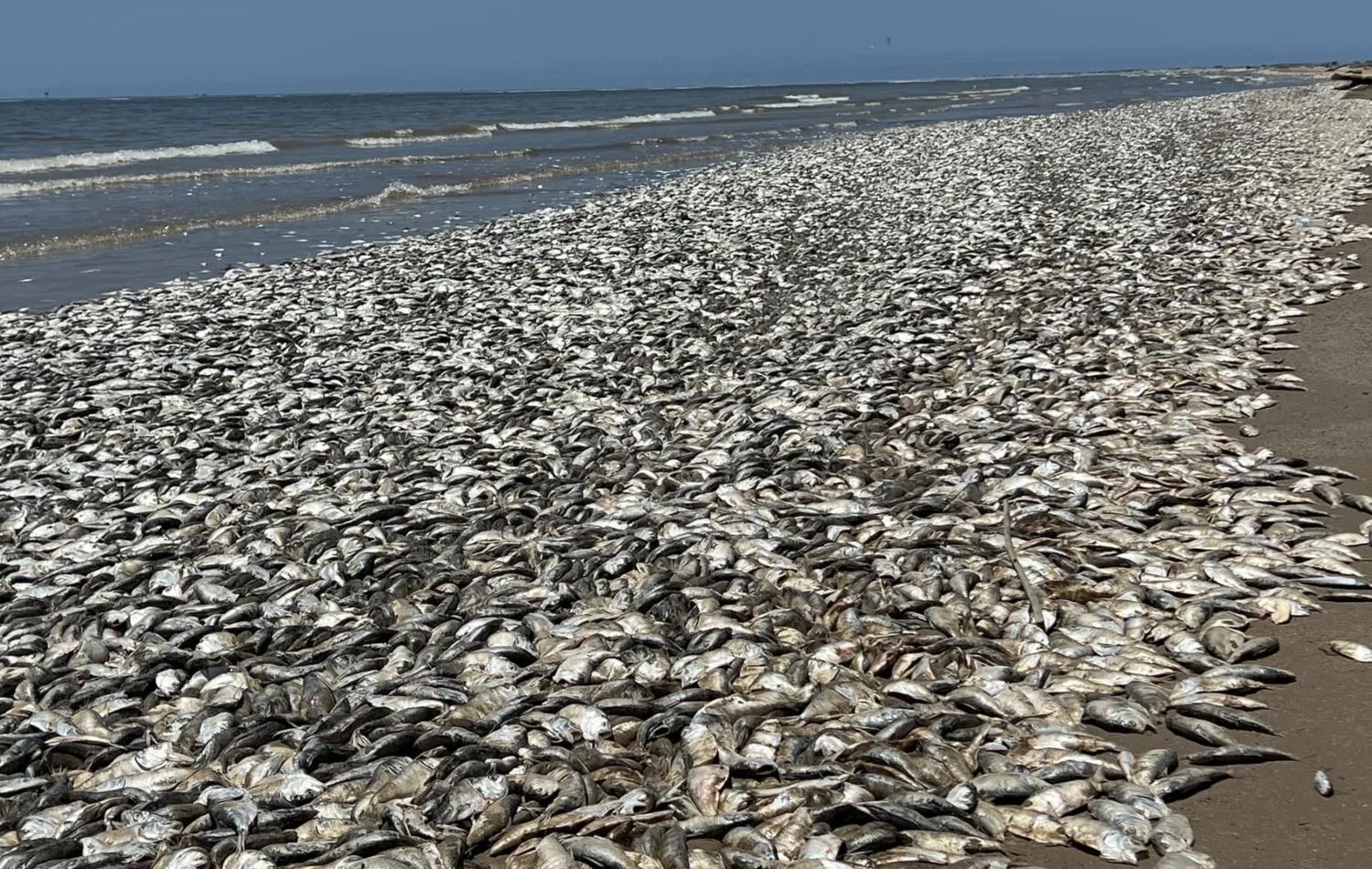 ماسییە مرداربووەکان لە کەناراوی کینتانا لە تەکساس، وێنە: Anadolu Agency via Getty Images