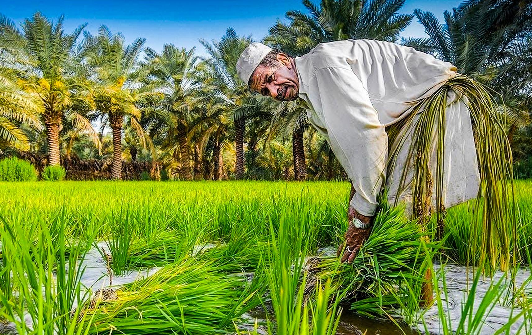 العراق يقترب من فقدان رز العنبر التاريخي