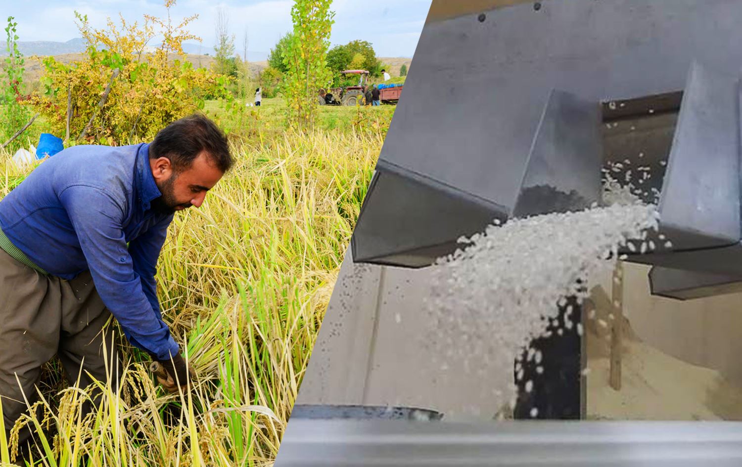 'Kürt pirinci' Avrupa yolunda