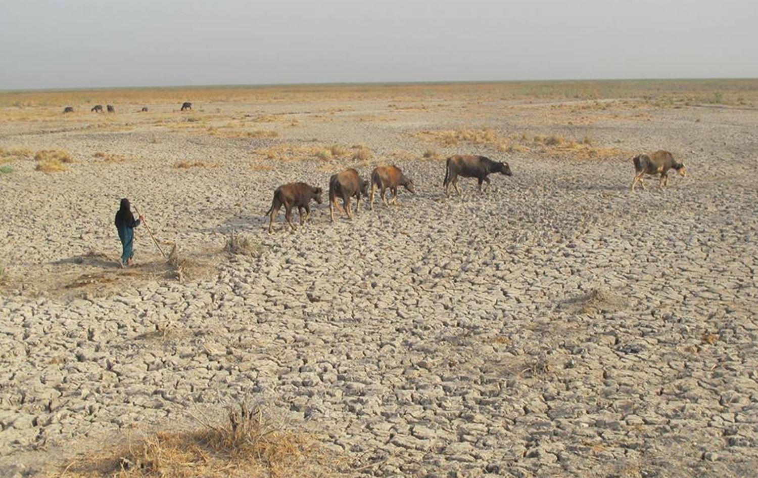 أهوار العراق خسرت 4500 رأس جاموس و80% من سكانها