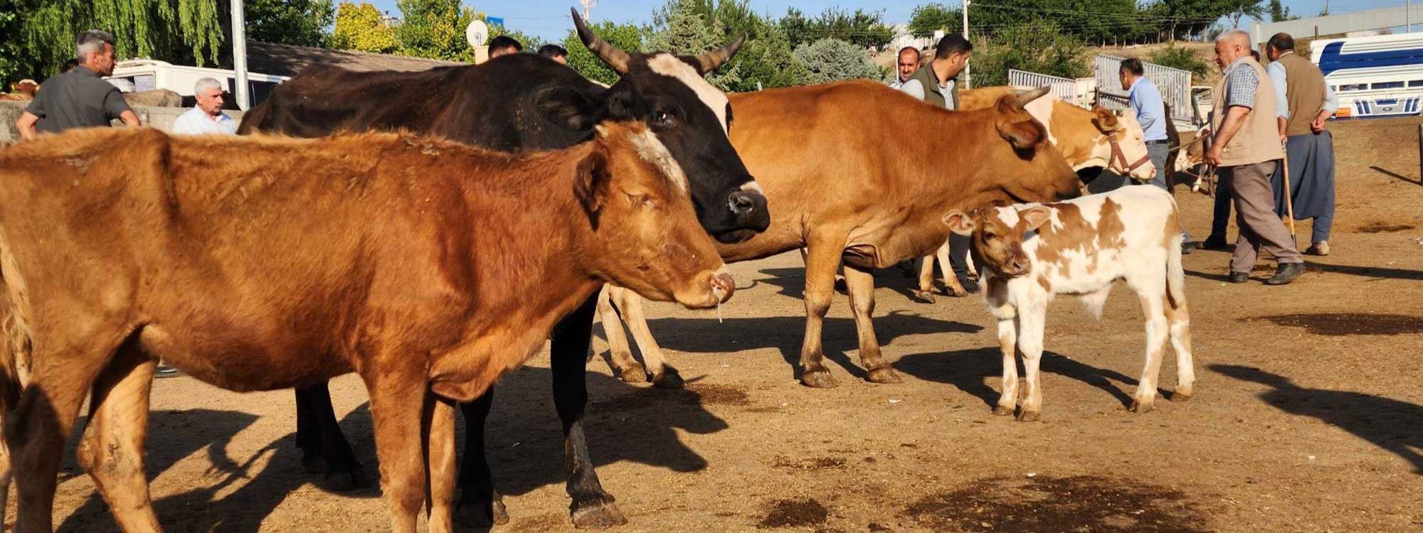 بە وێنە؛ بەهۆی نزیکبوونەوەی جەژنی قوربان بازاڕی ئاژەڵان لە ئامەد جمەی دێت