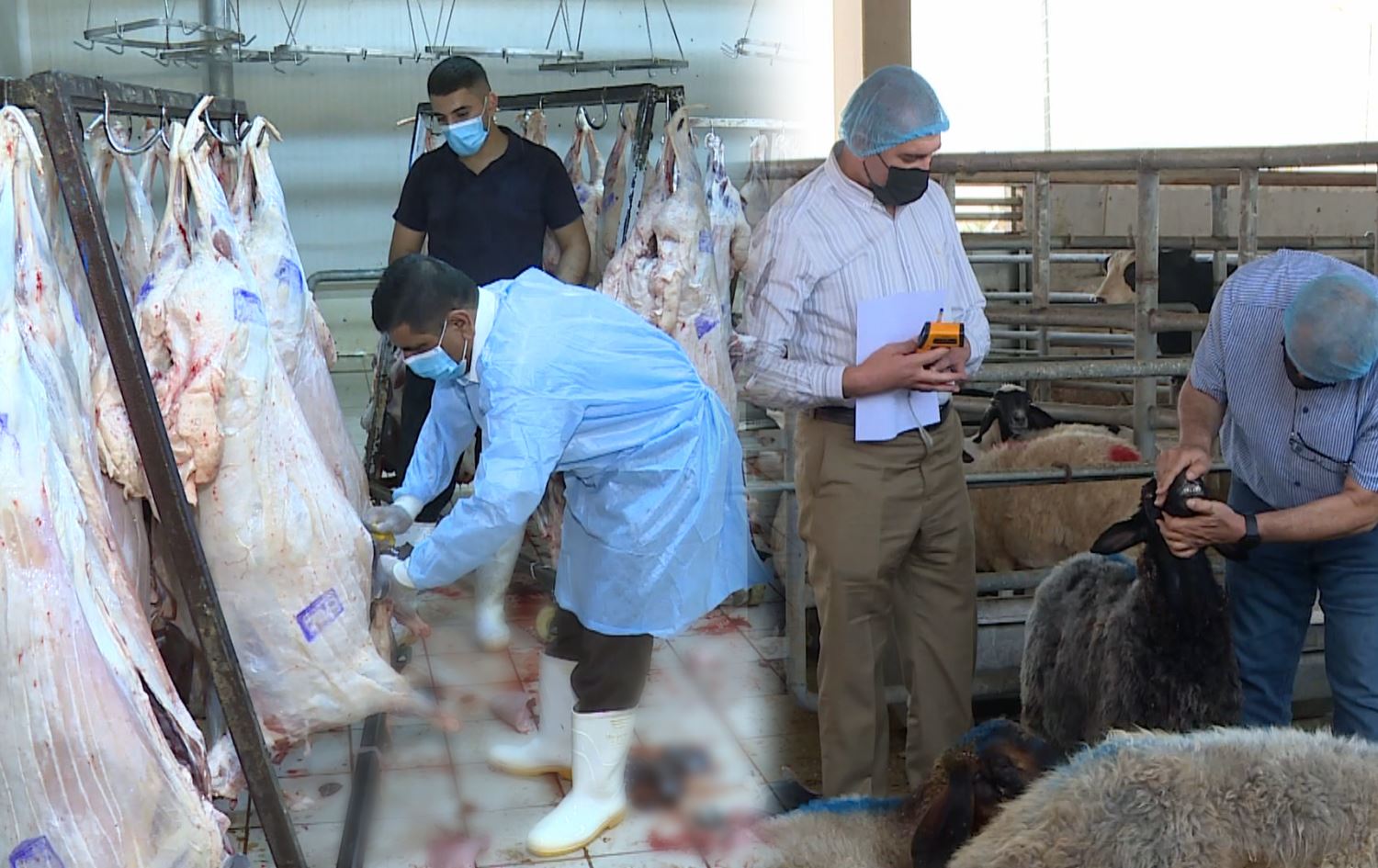 مەیدانێکی ئاژەڵان و قەسابخانەیەک لە هەرێمی کوردستان. وێنە: رووداو