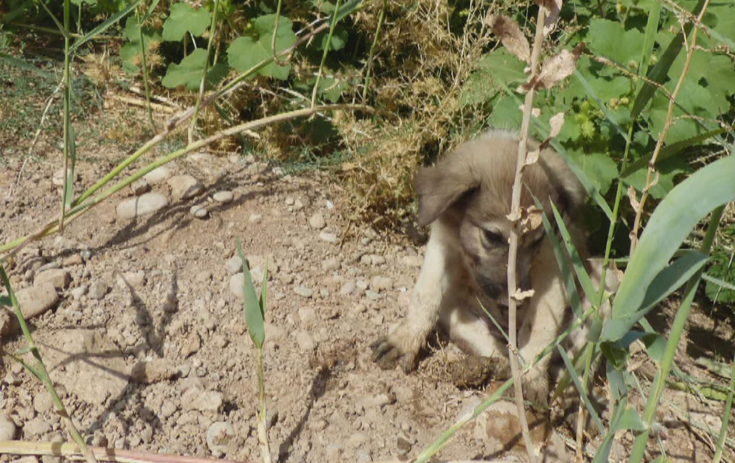 پڕۆفیسۆرێکی کەنەدی سەگێک لە هەولێرەوە دەباتە ئەمریکا