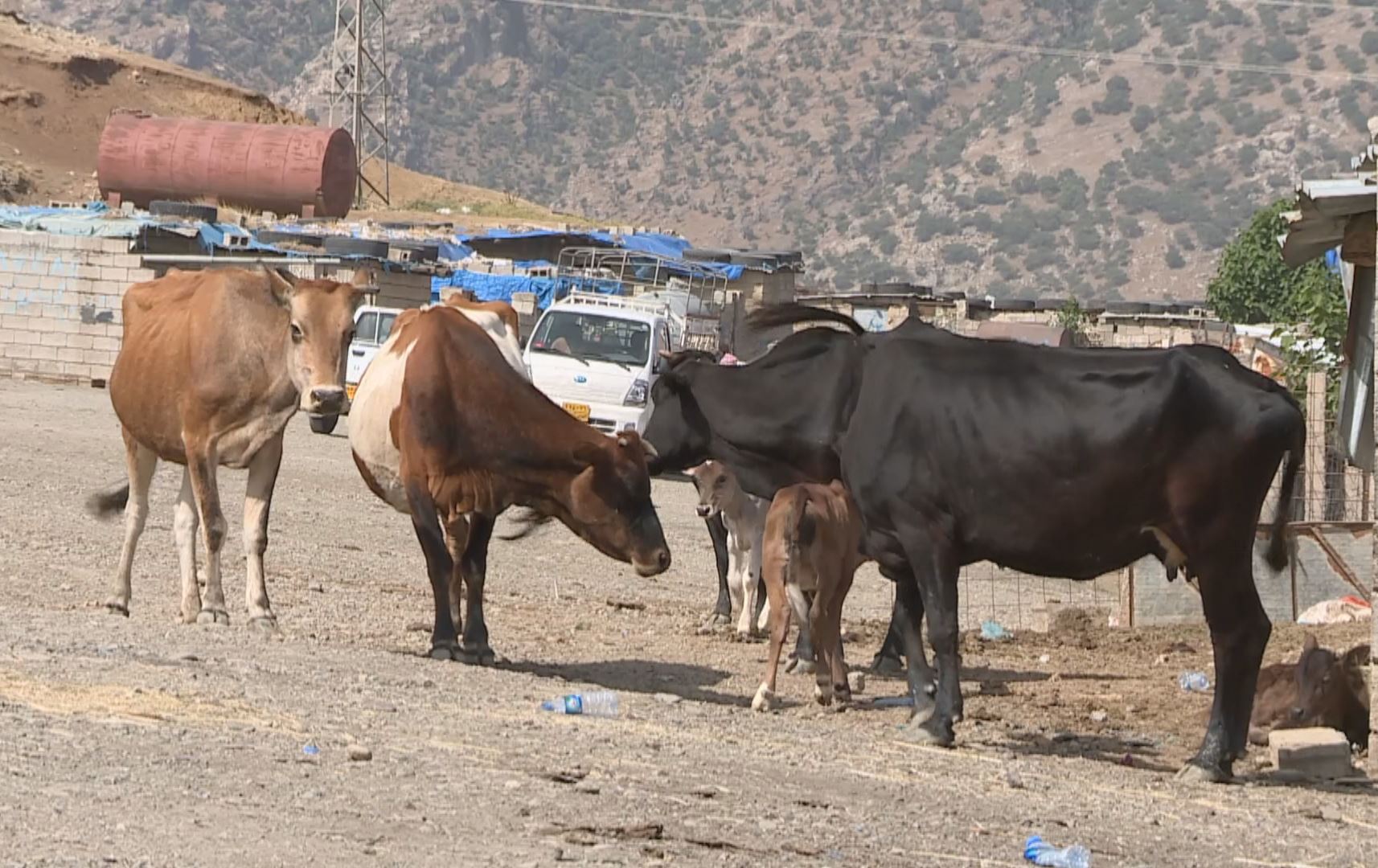 نرخی ئاژەڵی قوربانی لە سۆران