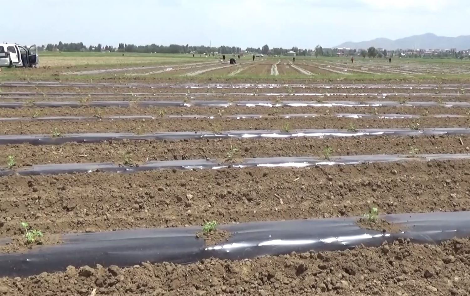 Li Mûşê çandina zebeşan nû dest pê kir