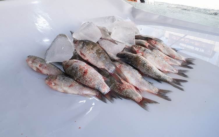 ارتفاع ملحوظ بأسعار الأسماك في العراق