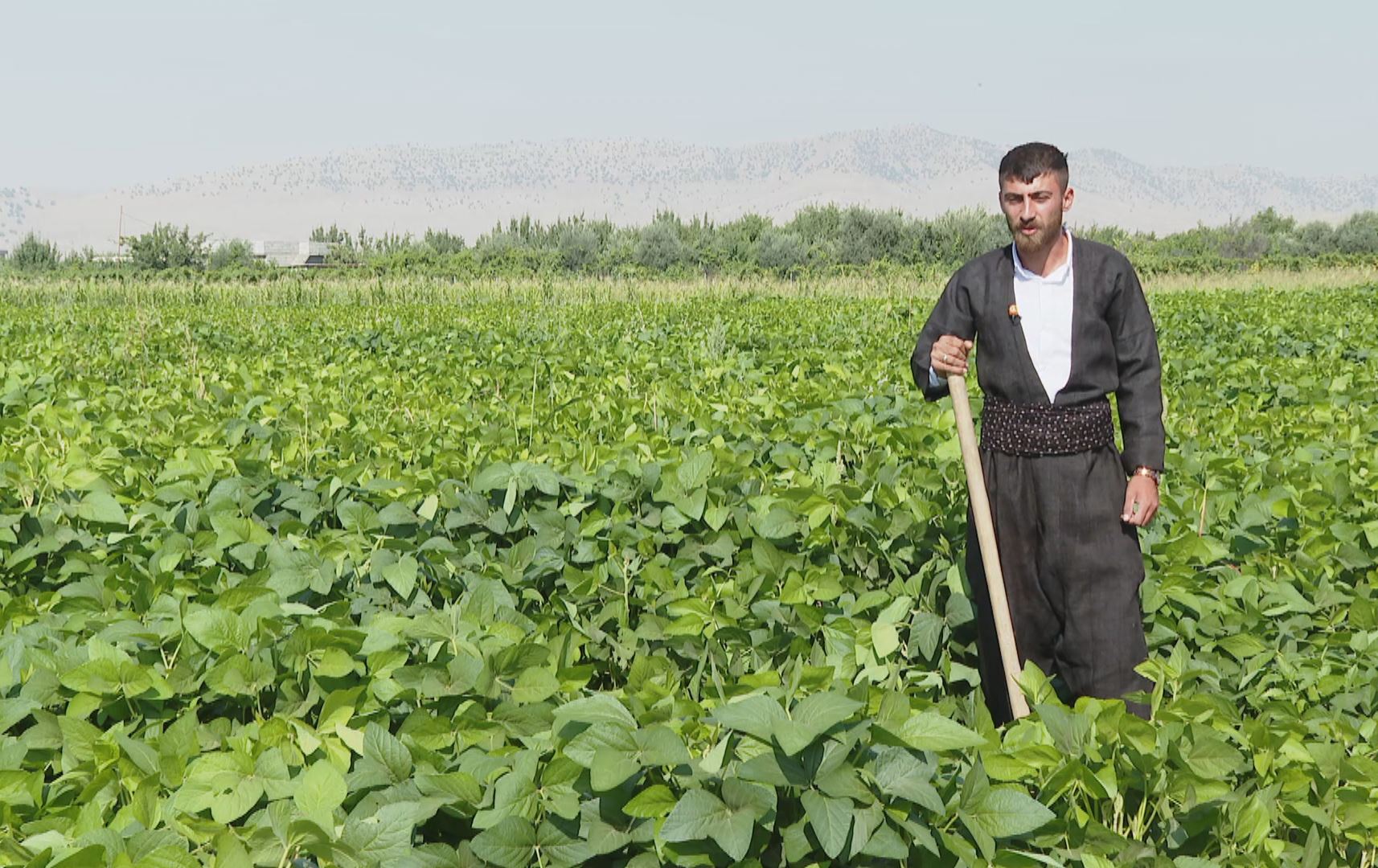 بەرهەمهێنانی سۆیا لە گردجان