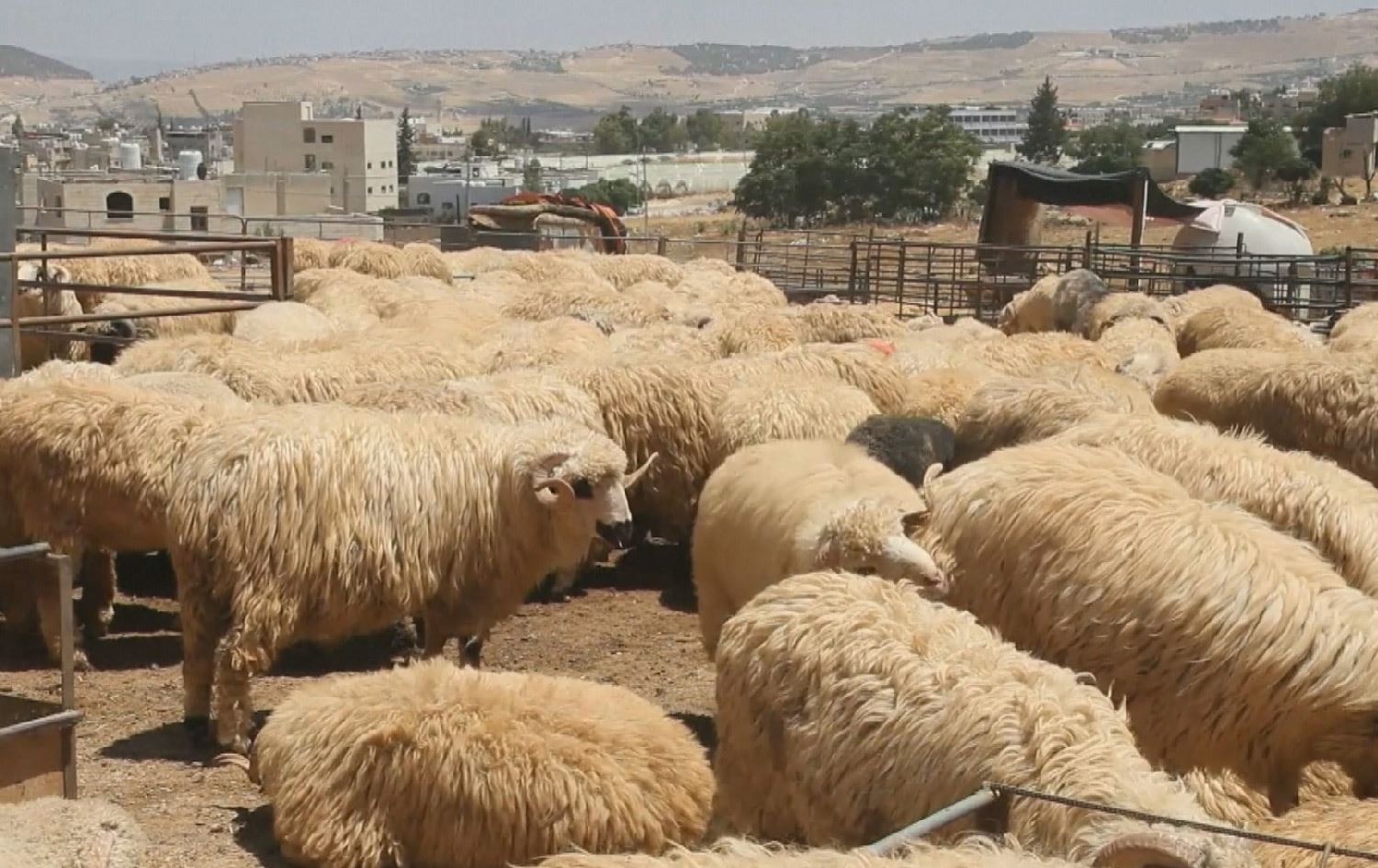 سعودیە 60 هەزار سەر ئاژەڵ بۆ قوربانی لە ئوردنەوە هاوردە دەکات