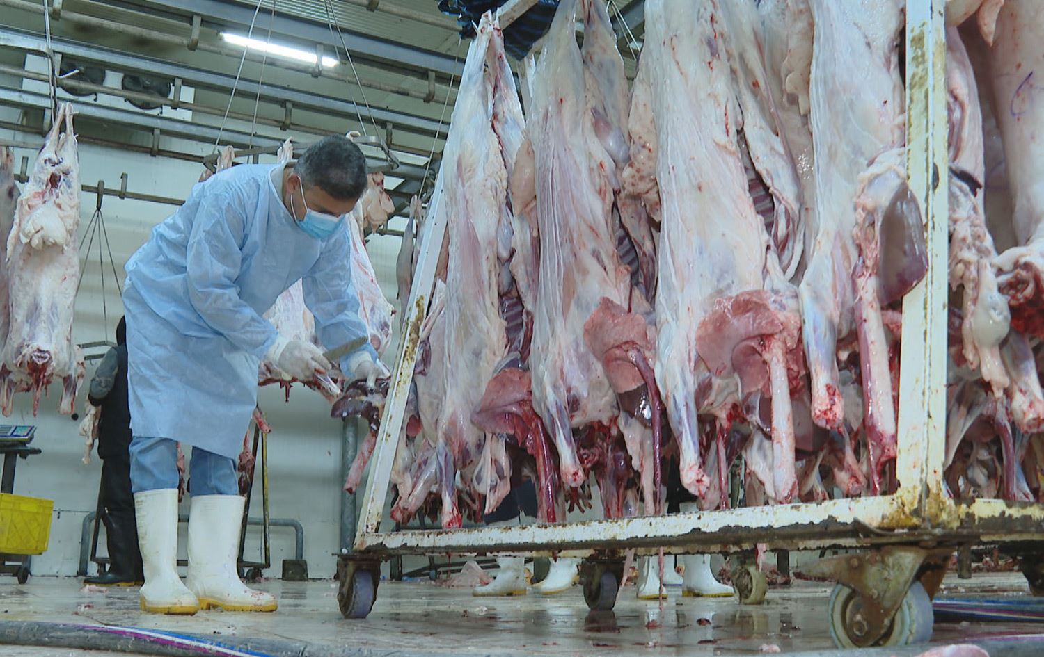 سەربڕخانەی هەولێر رێکارەکانی سەربڕینی ئاژەڵ تووندتر دەکات