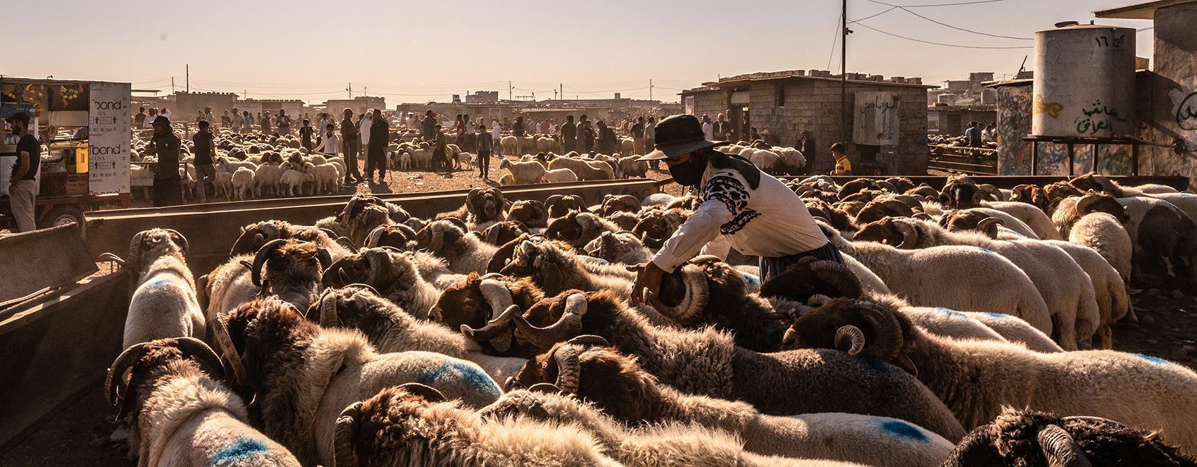 صور.. إقبال كبير على سوق المواشي في أربيل قبل عيد الأضحى