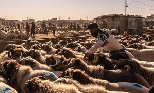 صور.. إقبال كبير على سوق المواشي في أربيل قبل عيد الأضحى