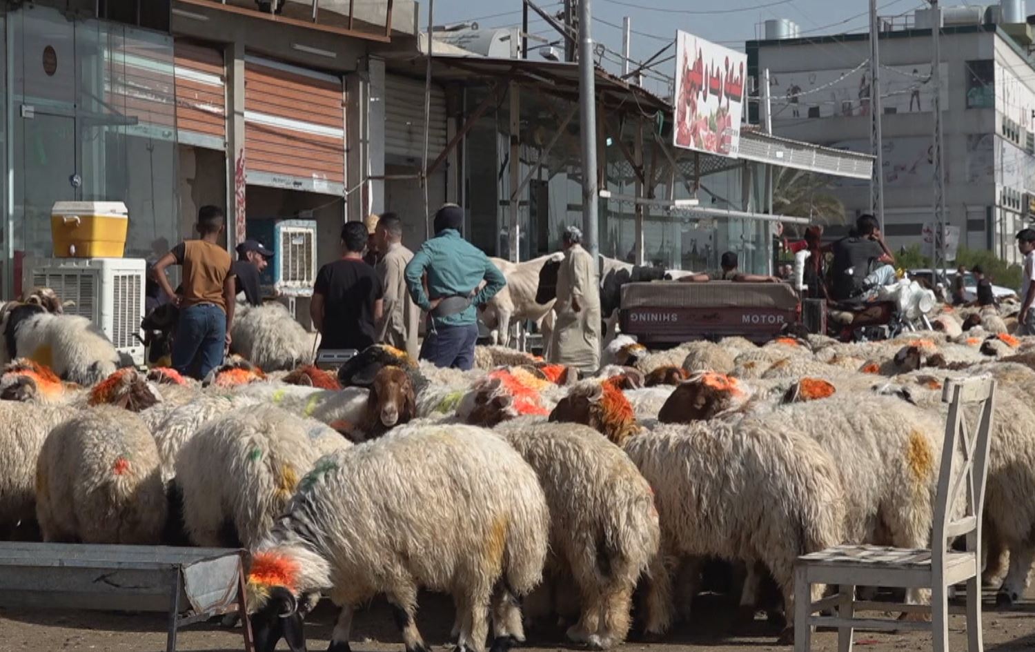لە کەرکووک بەشێکی ئاژەڵی قوربانی بێ پشکنین سەردەبڕدرێن