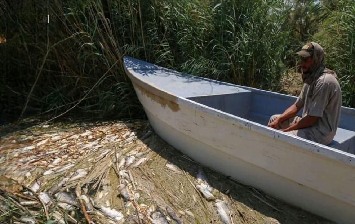 مرداربوونی ملیۆنان ماسی لە رووبارێکی پارێزگای میسان