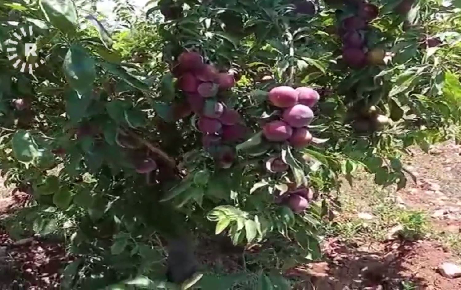 Li Efrînê berhevkirina mêweyan dest pê kiriye