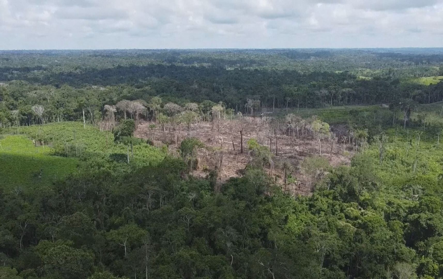 لە سەردەمی دا سیلڤادا لە بەرازیل بڕینەوەی دارستانی ئامازۆن 33.6٪ کەمبووەتەوە