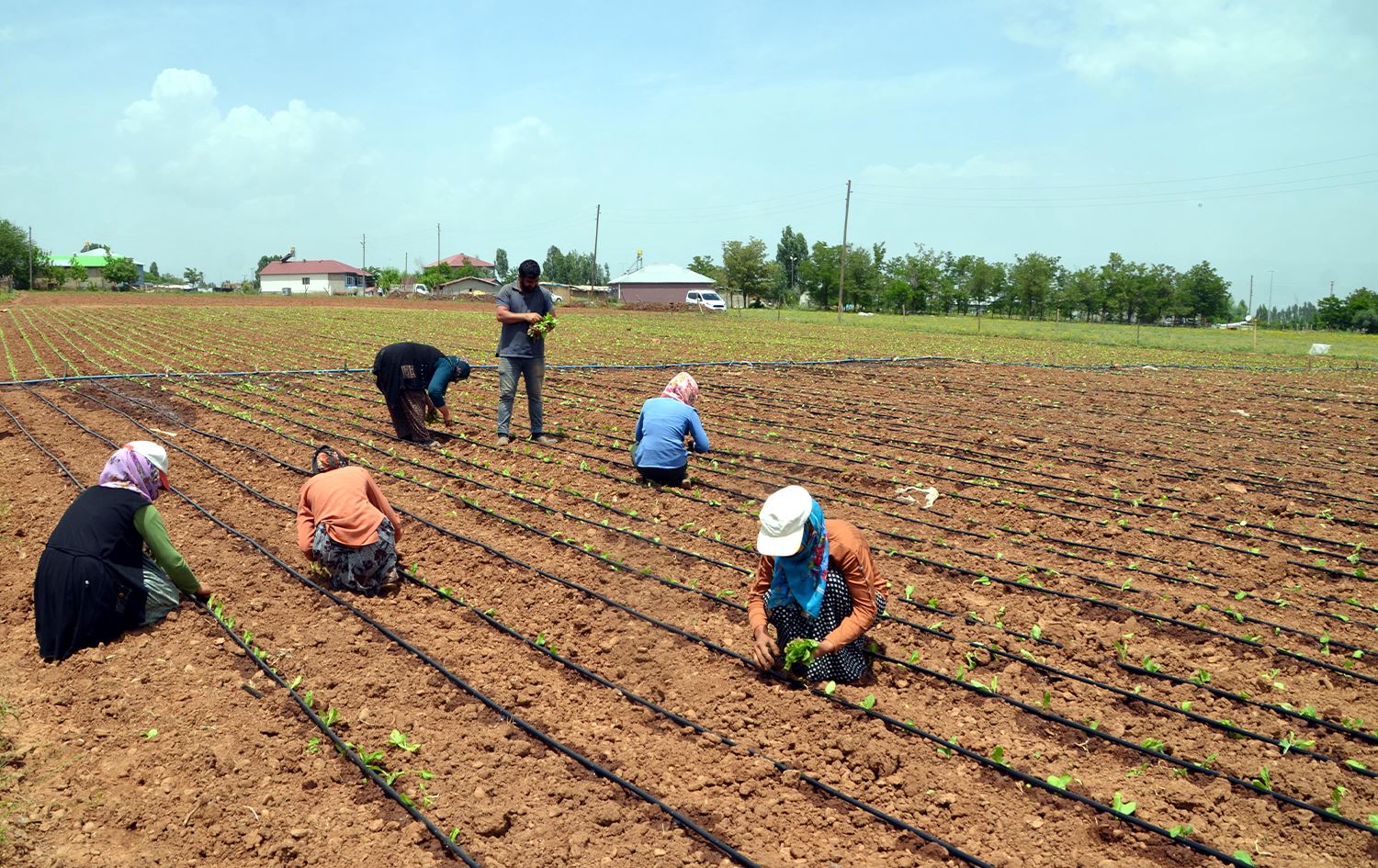 Li Mûşê demsala çandina tûtinê dest pê kir