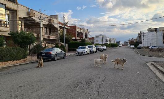 Erbil begins rounding up stray dogs