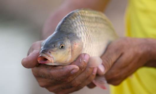 ماسییەک بە دەستی کارمەندێکی پرۆژەیەکی بەخێوکردنی ماسی لە هەولێر 2020، وێنە: بڵند تاهیر - رووداو
