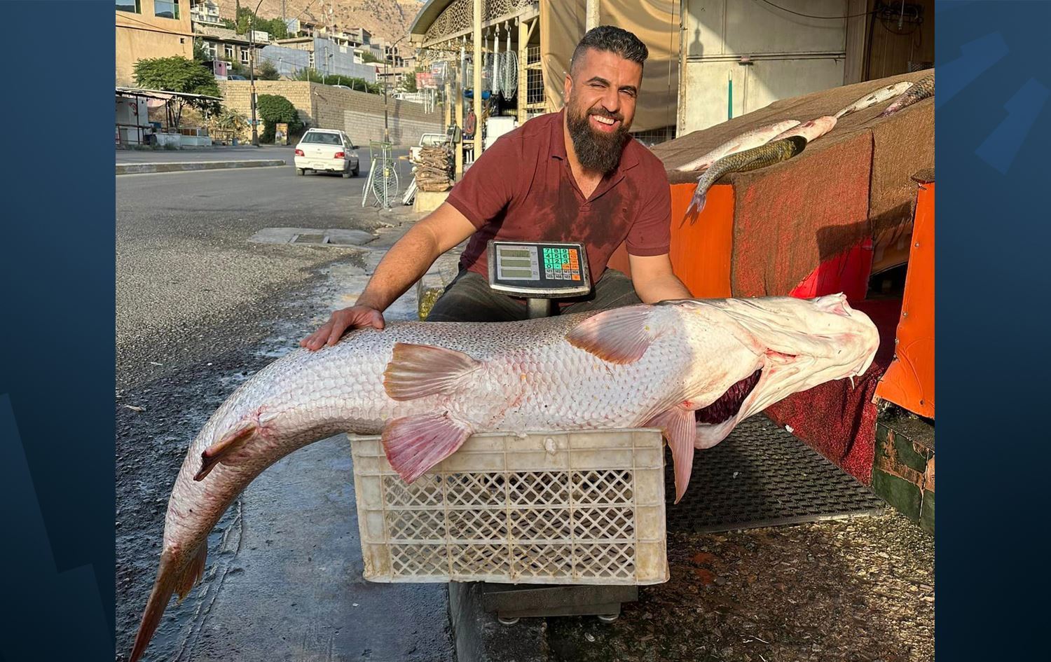 Süleymaniye'de bir balıkçı 75 kg ağırlığında balık yakaladı