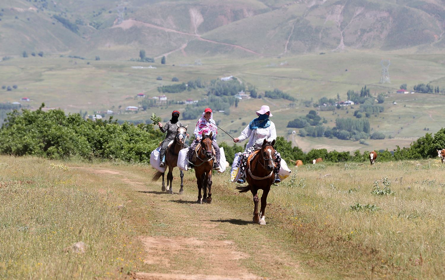 Li Mûşê bêrîvan ji bo dotina pez berê xwe didin zozanan