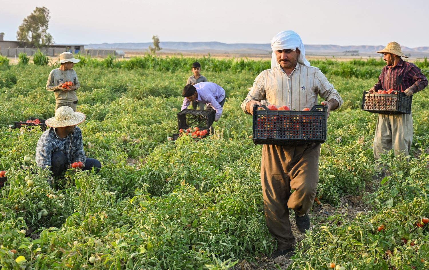 وەزارەتی کشتوکاڵ: ئەمساڵ یەک ملیۆن تۆن بەرهەمی سەوزە و میوەمان دەبێت